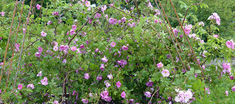 La Roseraie Botanique de Caluire au printemps 2014