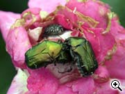 Insectes ou acariens attaquant le feuillage et les jeunes pousses de rosier : les ctoines
