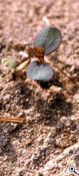 Obtention et slection de nouvelles roses : germination des graines en fvrier de l'anne N+1