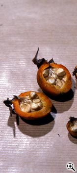 Obtention et slection de nouvelles roses : graines dans les cynorhodons en novembre de l'anne N