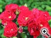 La palme du rosier  massif - Fleurs groupes - RF 14 1227 - Non dnomme - FELIX - France