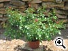 Conditionnements des rosiers - Rosier cultiv en pot de 2 ou 3 litres