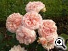 Rosier  fleurs doubles - Type rosier Anglais